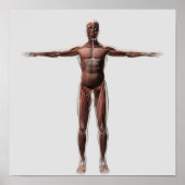 Anatomie van het spierstelsel van mannen, voorzijd poster (Voorkant)