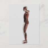Anatomie van het spierstelsel van mannen, zij Uitz Briefkaart (Voorkant)