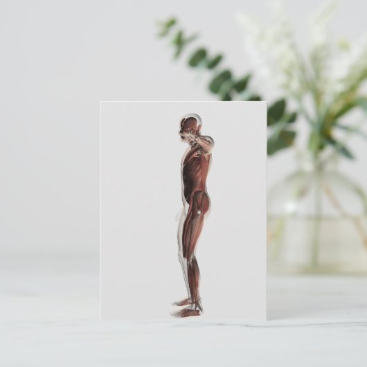 Anatomie van het spierstelsel van mannen, zij Uitz Briefkaart (Staand voorkant)