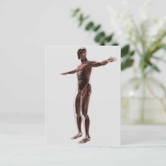 Anatomie van het spierstelsel van mannen, zij Uitz Briefkaart (Staand voorkant)