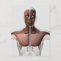 Anatomie van het spierstelsel van mannen, zij Uitz