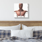 Anatomie van het spierstelsel van mannen, zij Uitz Canvas Afdruk (Insitu (Slaapkamer))