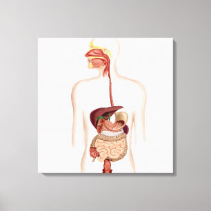 Anatomie van het spijsverteringsstelsel canvas afdruk