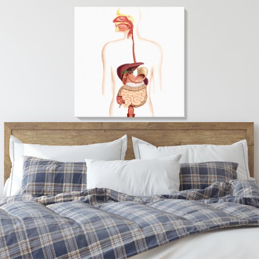 Anatomie van het spijsverteringsstelsel canvas afdruk (Insitu (Slaapkamer))
