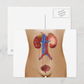 Anatomie van het urinestelsel van het Vrouw Briefkaart (Voorkant / Achterkant)