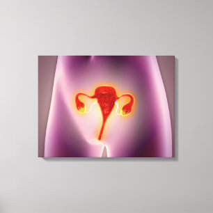 Anatomie van het Vrouw met baarmoeder Canvas Afdruk