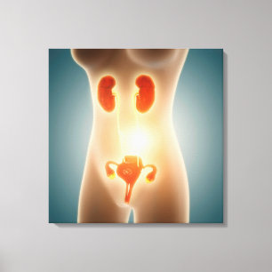 Anatomie van het Vrouw met voortplantingsorganen Canvas Afdruk