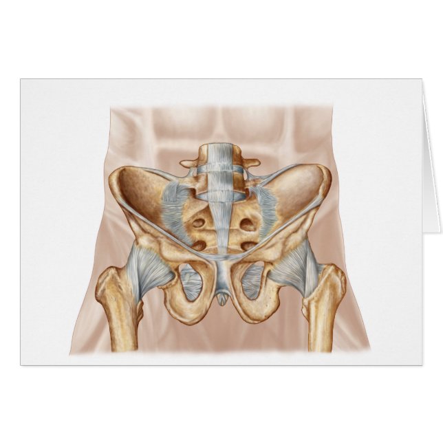 Anatomie van humaan bekkenbeen en ligamenten (Voorkant Horizontaal)