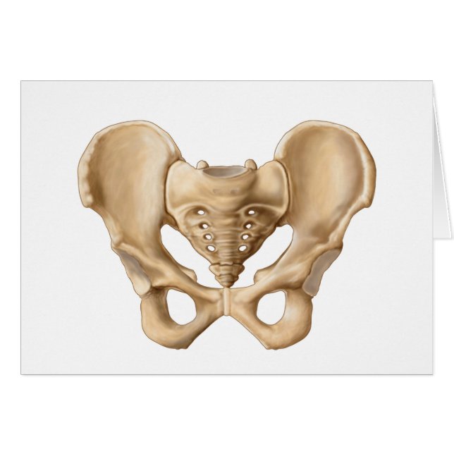 Anatomie van humaan bekkenbot 1 (Voorkant Horizontaal)