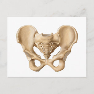 Anatomie van humaan bekkenbot 1 briefkaart
