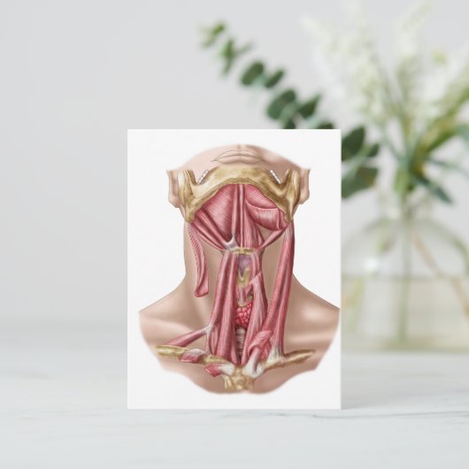 Anatomie van humane Hyoïd bot- en nekspieren Briefkaart (Staand voorkant)