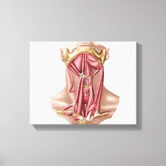 Anatomie van humane Hyoïd bot- en nekspieren Canvas Afdruk (Voorkant)