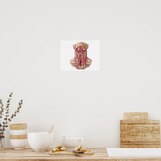 Anatomie van humane Hyoïd bot- en nekspieren Poster (Keuken)