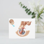 Anatomie van hypofyse briefkaart (Staand voorkant)