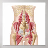 Anatomie van Iliopsoa, de dorsale heupspieren Poster (Voorkant)