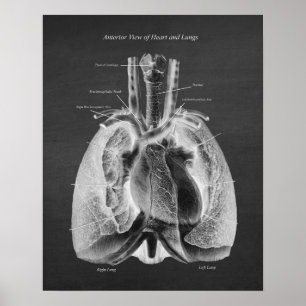 Anatomie van Lungs Hart Anterior Uitzicht Poster