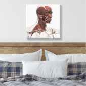 Anatomie van mannelijke gezichts- en nekspieren, v canvas afdruk (Insitu (Slaapkamer))