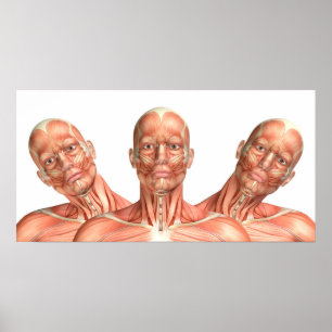 Anatomie van mannelijke hoofdspieren in verschille poster
