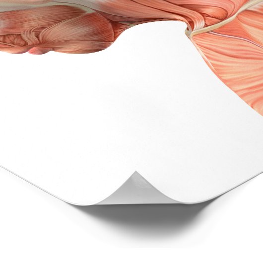 Anatomie van mannelijke hoofdspieren in verschille poster (Hoek)