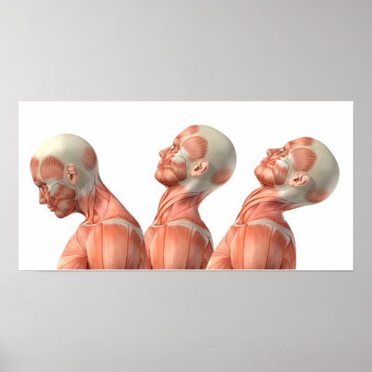 Anatomie van mannelijke hoofdspieren in verschille poster (Voorkant)