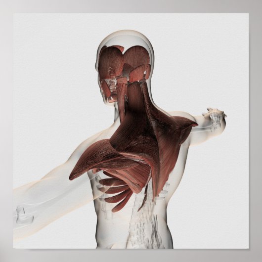 Anatomie van mannelijke spieren in bovenlichaam 1 poster (Voorkant)