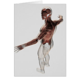 Anatomie van mannelijke spieren in bovenlichaam 2