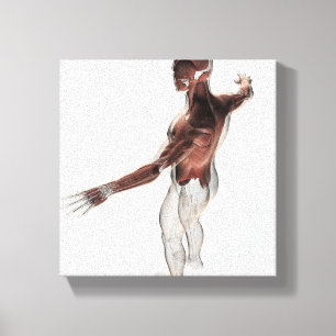 Anatomie van mannelijke spieren in bovenlichaam 2 canvas afdruk