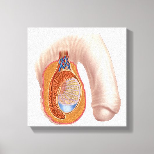 Anatomie van mannelijke testikels canvas afdruk (Voorkant)
