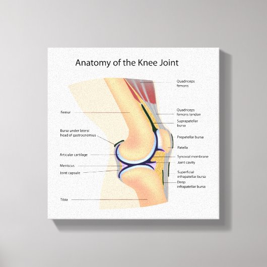 Anatomie van menselijk kniegewricht canvas afdruk (Voorkant)