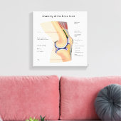 Anatomie van menselijk kniegewricht canvas afdruk (Insitu (Woonkamer))