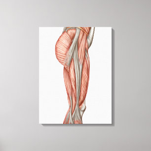 Anatomie van menselijke dijspieren, voorste Uitzic Canvas Afdruk