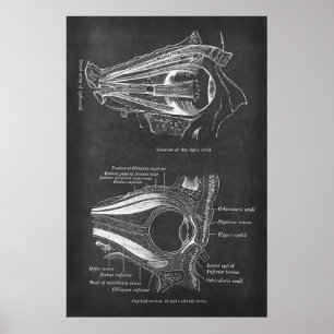 Anatomie van menselijke oogspieren van de rechterb poster