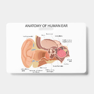 Anatomie van menselijke oren badge