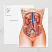 Anatomie van menselijke organen briefkaart (Voorkant / Achterkant)