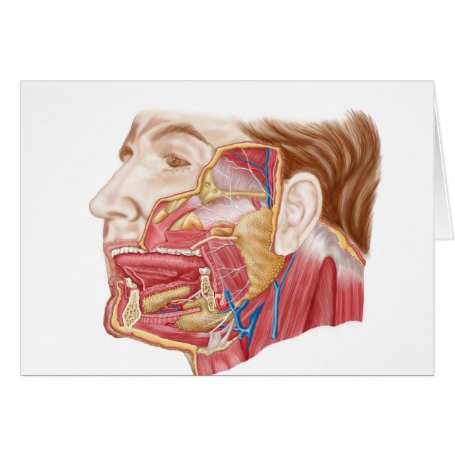 Anatomie van menselijke speekklieren (Voorkant Horizontaal)