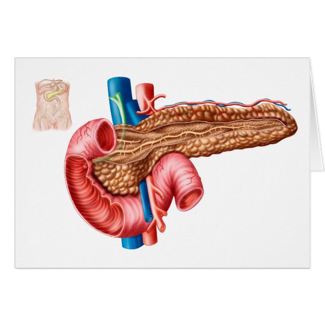 Anatomie van pancreas (Voorkant Horizontaal)