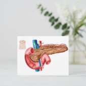 Anatomie van pancreas briefkaart (Staand voorkant)