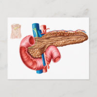 Anatomie van pancreas