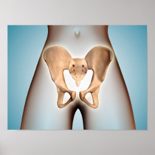 Anatomie van Pelvic Bone op het Vrouw lichaam Poster