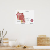 Anatomie van Poster van de stembus (Keuken)