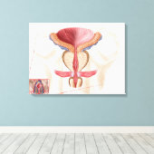 Anatomie van prostaatklier canvas afdruk (Insitu (Houten vloer))