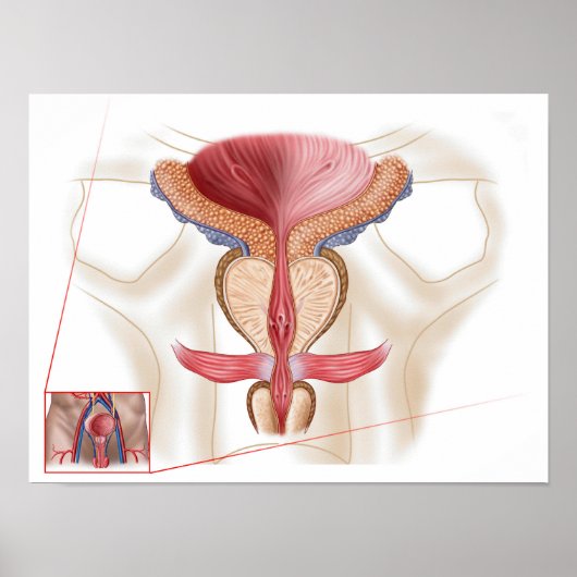 Anatomie van prostaatklier poster (Voorkant)