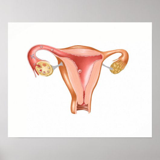Anatomie van Vrouw Uterus 1 Poster (Voorkant)
