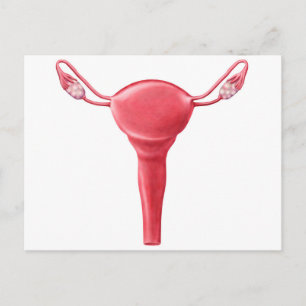 Anatomie van Vrouw Uterus 2 Briefkaart