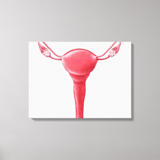 Anatomie van Vrouw Uterus 2 Canvas Afdruk (Voorkant)