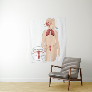 Anatomie vrouw voortplantingssysteem en longen wandkleed