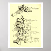 anatomie | wervels poster (Voorkant)