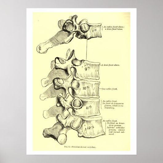 anatomie | wervels poster (Voorkant)