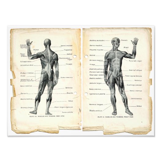  anatomieboekpagina's foto afdruk (Voorkant)