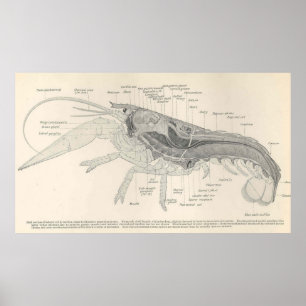anatomiediagram van de laster (1911) poster